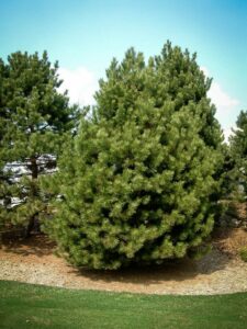 Сосна Чёрная (Pinus Nigra) купить по цене от 270.00р. в интернет-магазине «Посадика» с доставкой почтой в в Тотьмае и по всей России – [изображение №1].