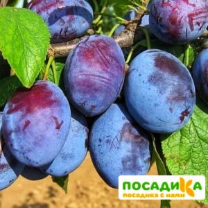 Слива Чачакская ранняя купить по цене от 229.00р. в интернет-магазине «Посадика» с доставкой почтой в в Тотьмае и по всей России – [изображение №1].