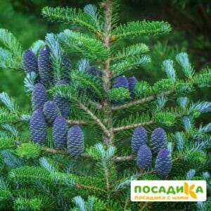 Пихта корейская (Abies koreana) купить по цене от 450.00р. в интернет-магазине «Посадика» с доставкой почтой в в Тотьмае и по всей России – [изображение №1].