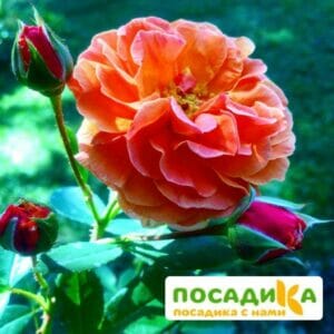 Роза Арабия купить по цене от 350.00р. в интернет-магазине «Посадика» с доставкой почтой в в Тотьмае и по всей России – [изображение №1].