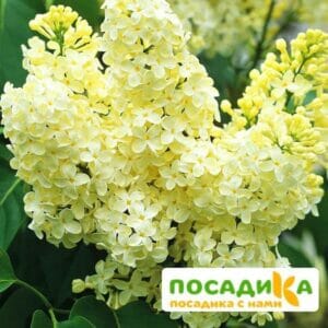 Сирень Примроуз (Primrose) купить по цене от 529.00р. в интернет-магазине «Посадика» с доставкой почтой в в Тотьмае и по всей России – [изображение №1].