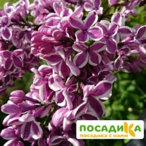 Сирень Сенсация купить по цене от 529.00р. в интернет-магазине «Посадика» с доставкой почтой в в Тотьмае и по всей России – [изображение №1].