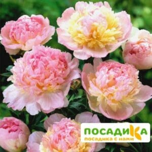 Пион Распберри Сандей (Paeonia Raspberry Sundae) купить по цене от 959р. в интернет-магазине «Посадика» с доставкой почтой в в Тотьмае и по всей России – [изображение №1].