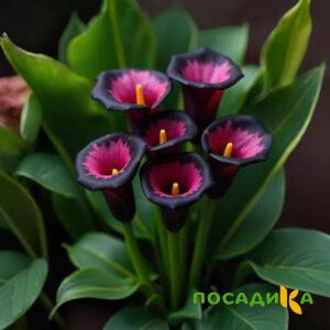 Калла Аура Лейс купить по цене от 400р. в интернет-магазине «Посадика» с доставкой почтой в в Тотьмае и по всей России – [изображение №1].
