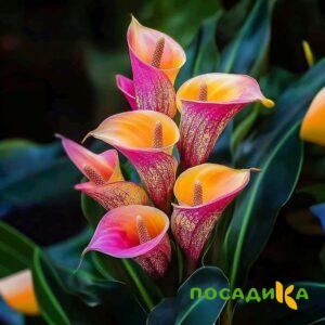 Калла Оникс купить по цене от 450р. в интернет-магазине «Посадика» с доставкой почтой в в Тотьмае и по всей России – [изображение №1].
