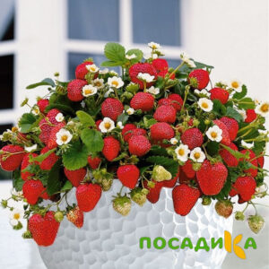 Клубника Рубиновый Шепот (горшечная) купить по цене от 240р. в интернет-магазине «Посадика» с доставкой почтой в в Тотьмае и по всей России – [изображение №1].