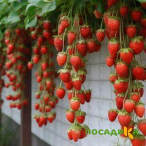 Клубника вьющаяся Комплимент купить по цене от 470р. в интернет-магазине «Посадика» с доставкой почтой в в Тотьмае и по всей России – [изображение №1].