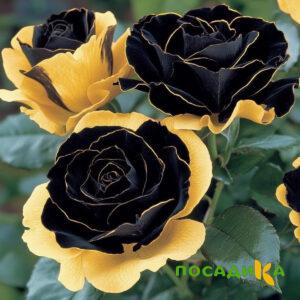 Роза Ханни Сикл купить по цене от 700р. в интернет-магазине «Посадика» с доставкой почтой в в Тотьмае и по всей России – [изображение №1].