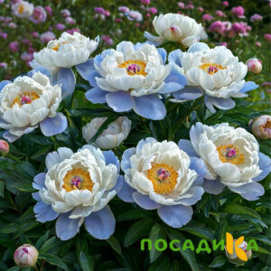 Пион акварельный Этюд купить по цене от 806р. в интернет-магазине «Посадика» с доставкой почтой в в Тотьмае и по всей России – [изображение №1].