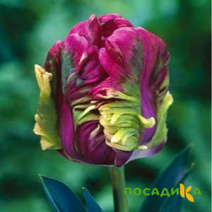 Тюльпан Экзотик Хэвен купить по цене от 186р. в интернет-магазине «Посадика» с доставкой почтой в в Тотьмае и по всей России – [изображение №1].